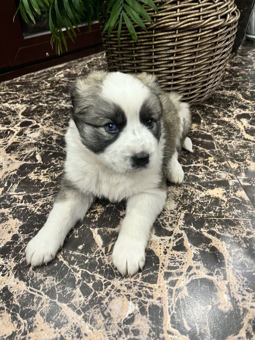 Отдам щенков бесплатно в добрые руки