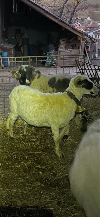 Noatină din oaie bună