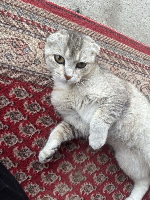 Шотландская вислоухая кошка