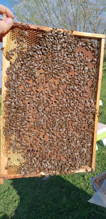 Matci /Regine  Carnica Sklenar Precomenzi pentru anul 2023