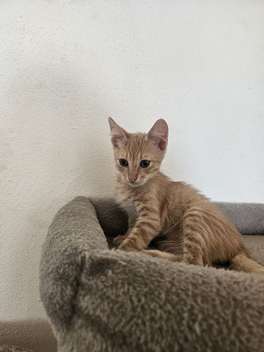 Pisicute spre adoptie