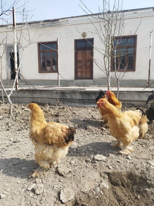 Брама товук тухум сотилади 8000