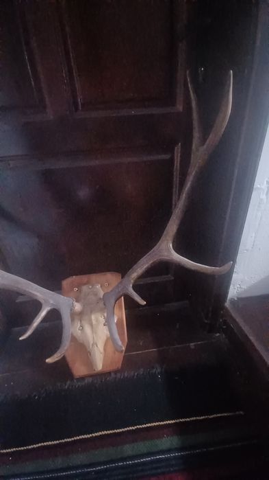 Еленски рога истински