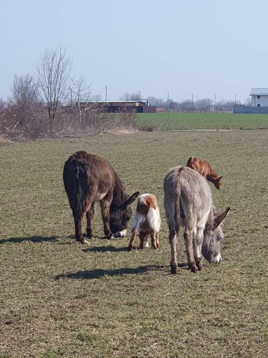 Vând măgăriță aproximativ 3 ani vârsta