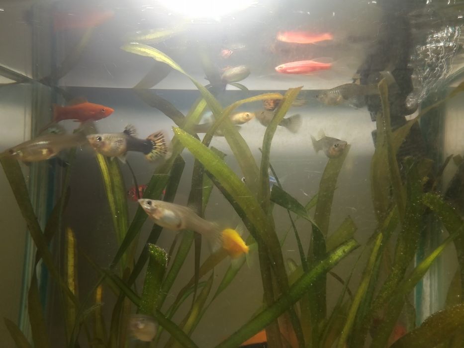 Балықтар сатылады