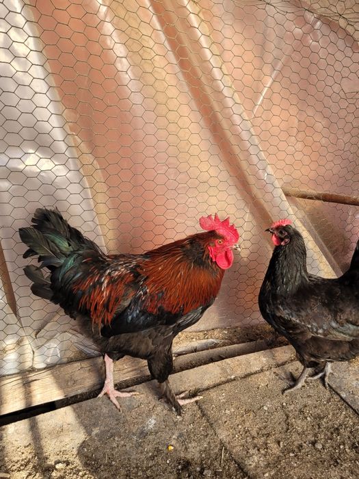 Oua incubat gaini Marans negru/aramiu