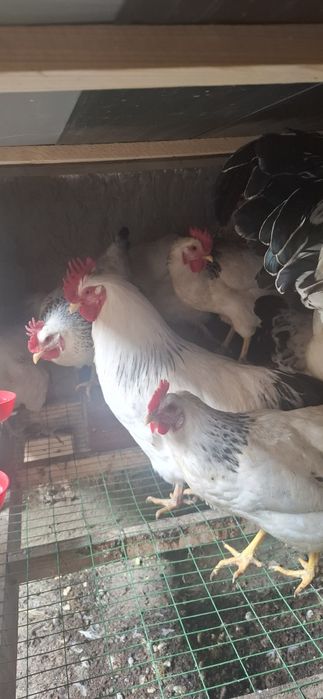 Adler  tuxumlariga zakaz olamiz.