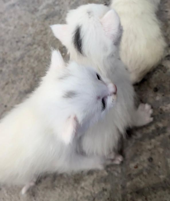 Котята отдам бесплатно