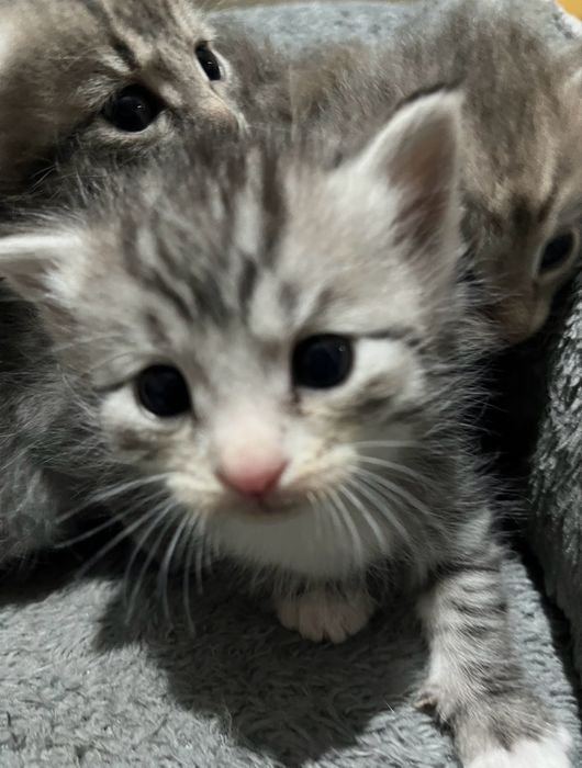 Продаётся котёнок.