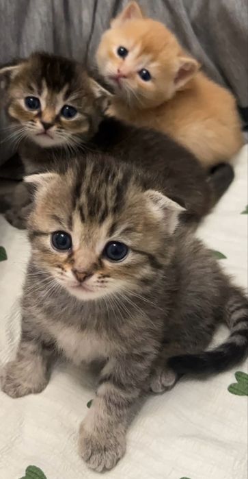 Котята шотланцы