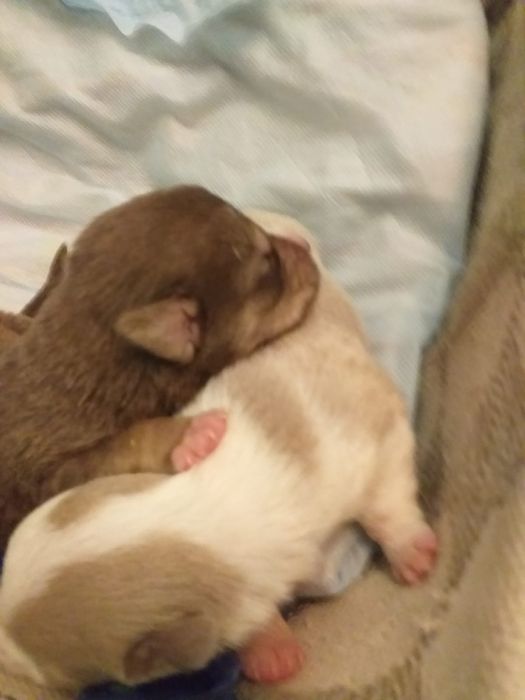 Отдам щенков. Бесплатно.