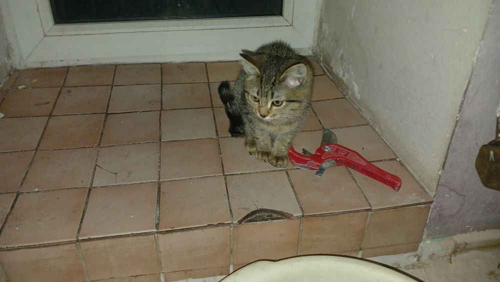 Котята бесплатно