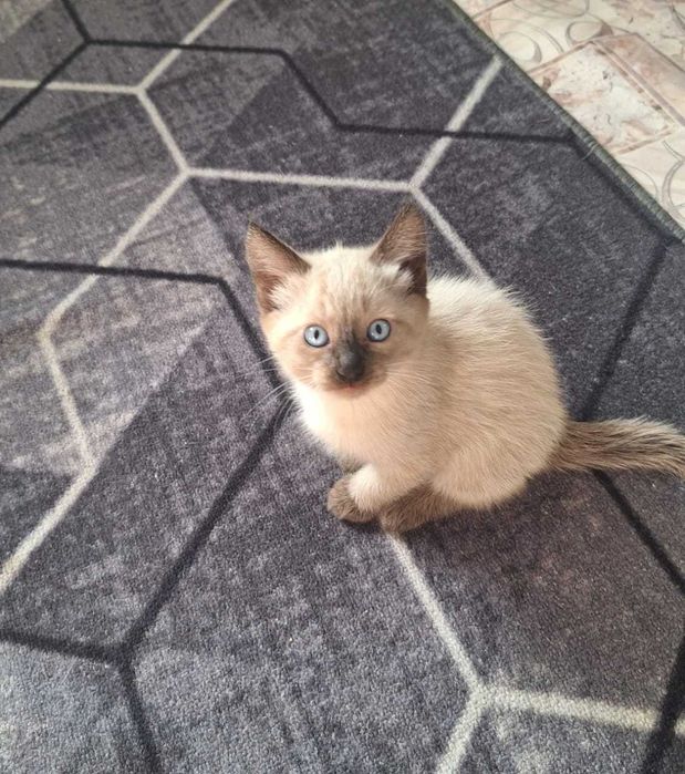 Котенок, котята.  Котики