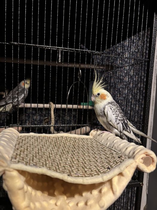 Pereche nimfee+cusca