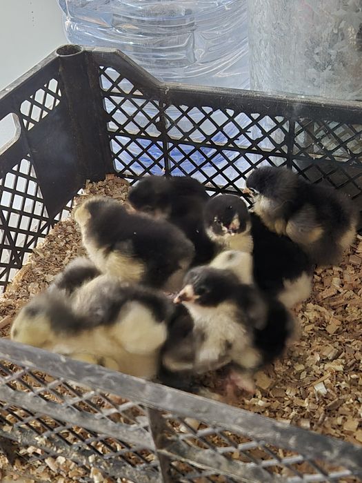 Яйца и цыплята брамы чёрный алмаз