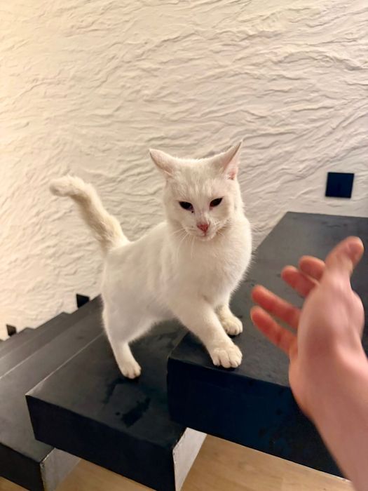 Donez motanel iubitor