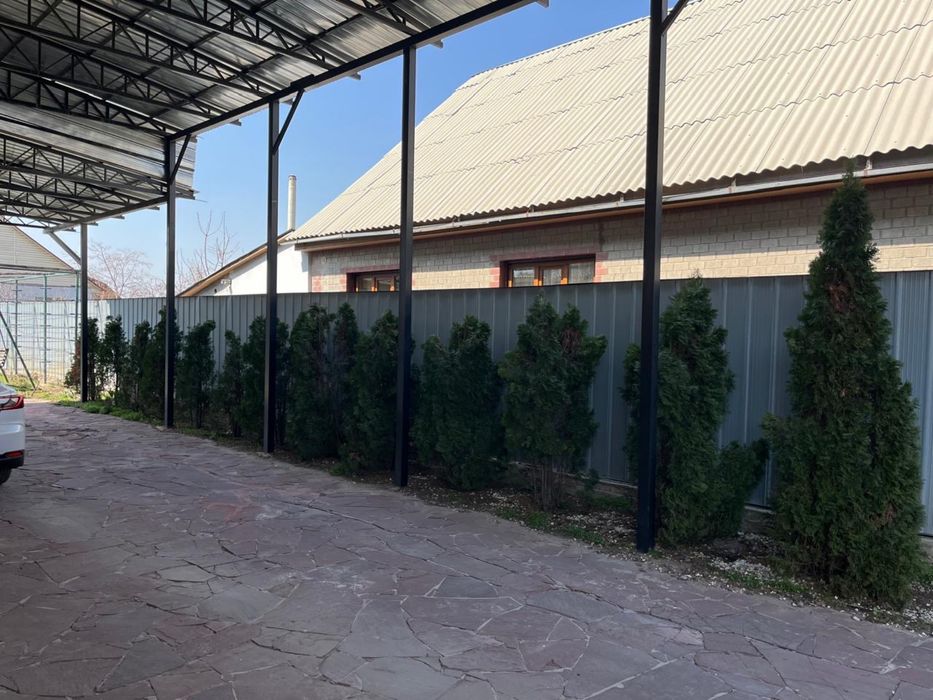 Западная туя 12штук