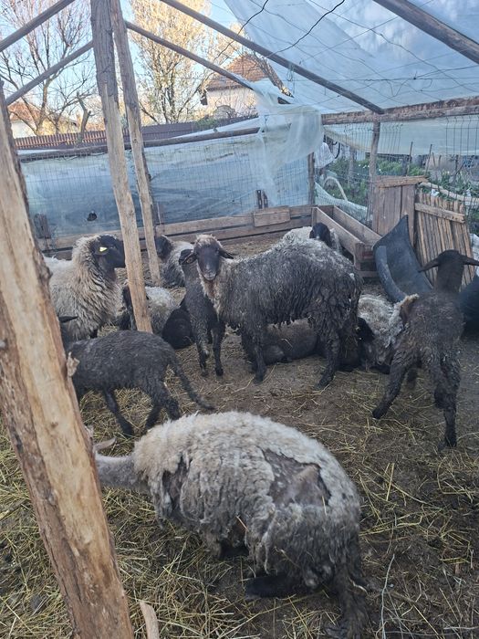 Vand OI carabase tinere fără miei