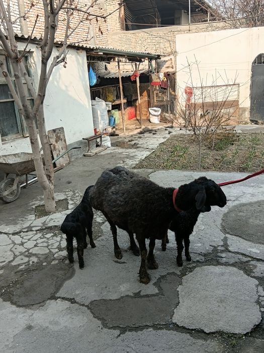 Bolalik qoy 2 ta bollasi