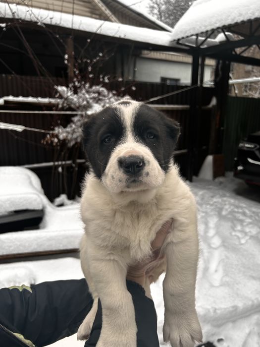 Щенок кобель Сао