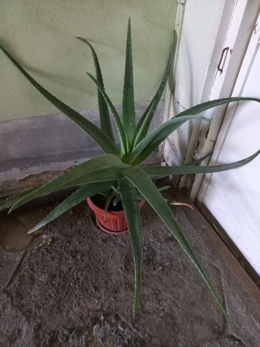 Домашние лечебные цветы