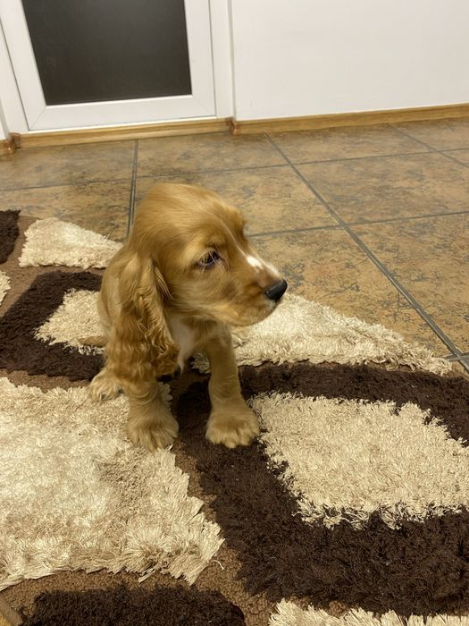 Cocker spaniel baiat