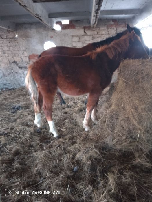 Продам жеребчика цена 360 без торга