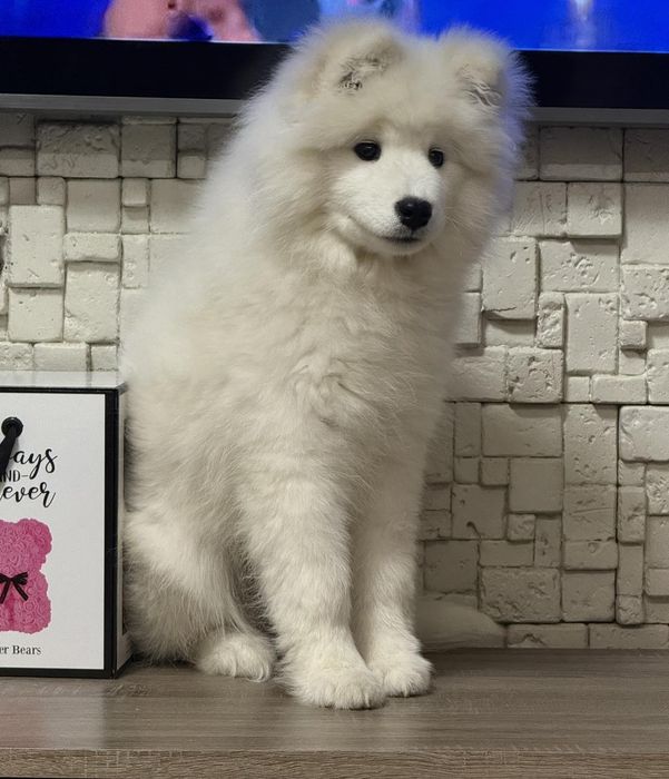 Момиче самоед с FCI родословие