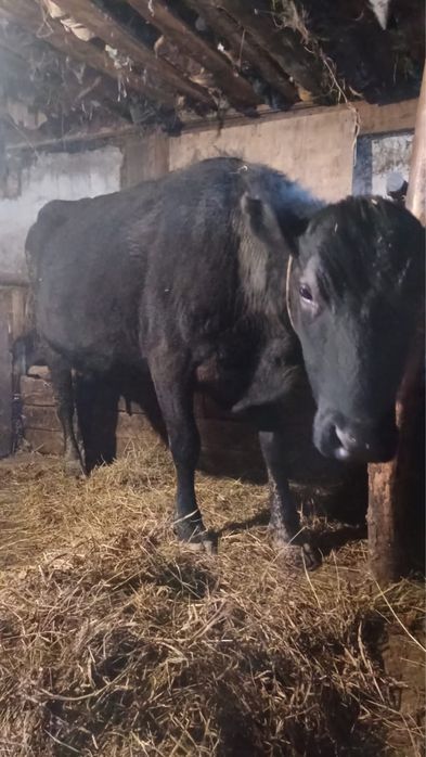Корова дойная с теленком