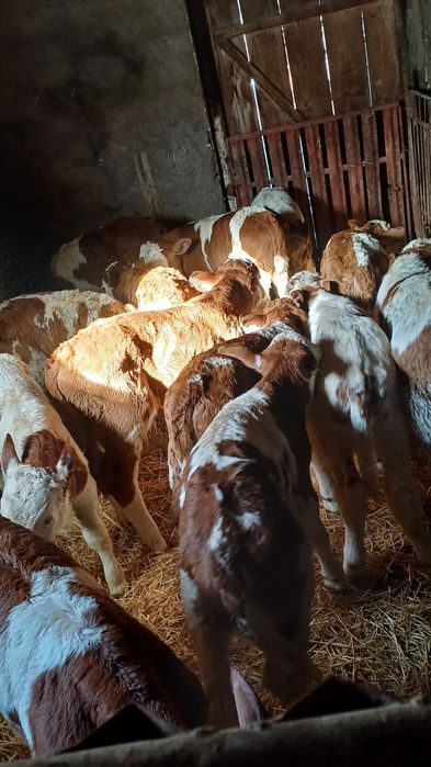 Disponibili 9 taurasi si 5 vitele