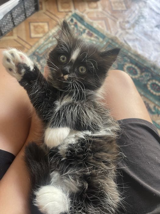 Котёнок девочка.