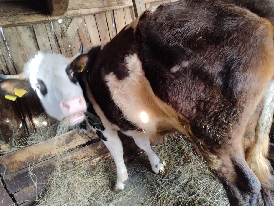Vând vaca în vârstă de 5 anii ,are o fătare, gestanta în 2 luni