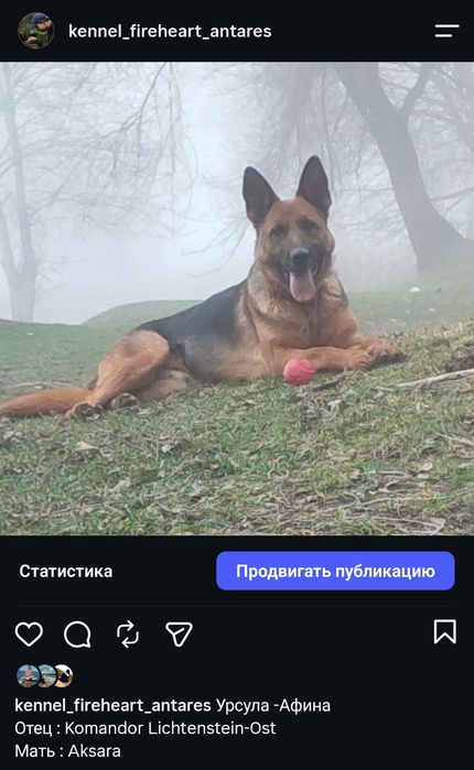 Щенки немецкой овчарки с документами кобель/сука/ щенок