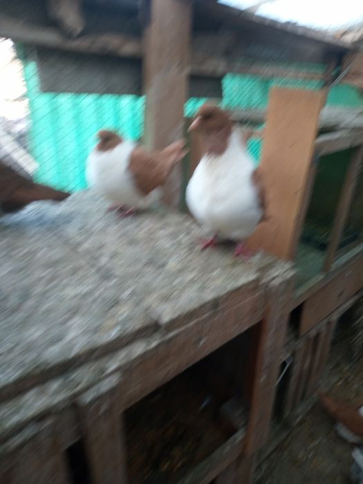 Vând porumbei uriaș maghiar,Strasseri și Chingi