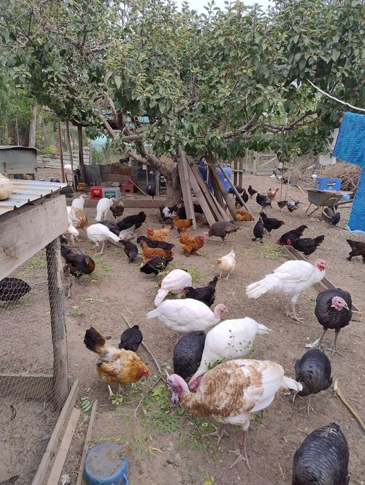 Curci  de tara din primavara