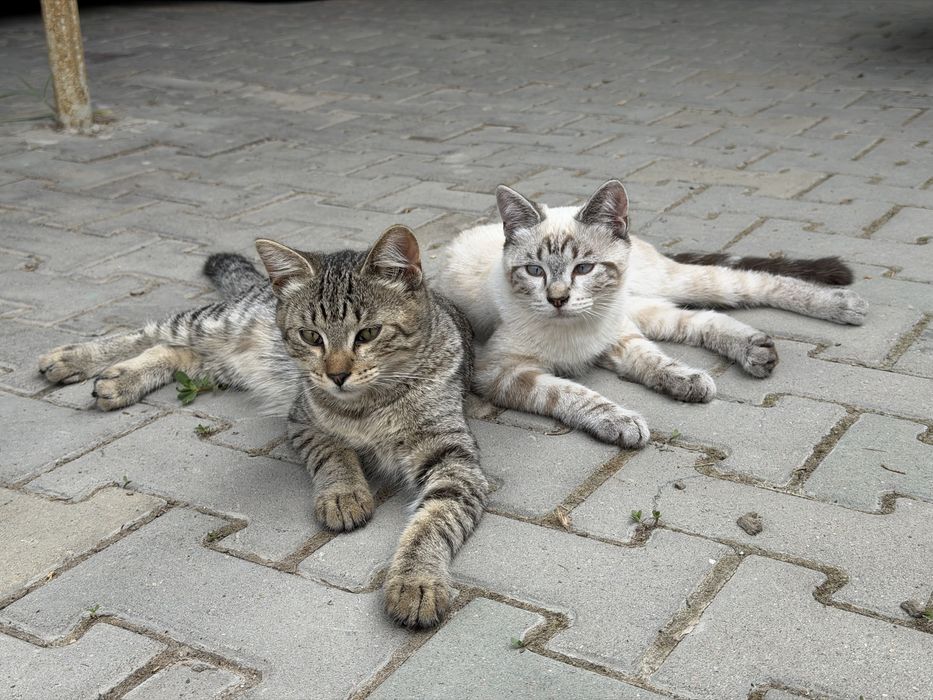 Подрощенные котята в добрые руки