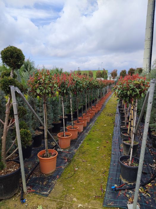 Magnolia Galbenă, Grandiflora, Palmieri