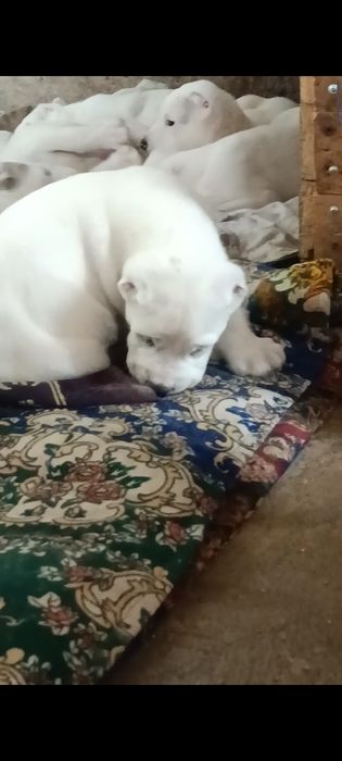 Алабай # мальчик #