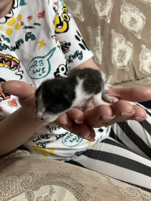 Отдам котят в добрые руки