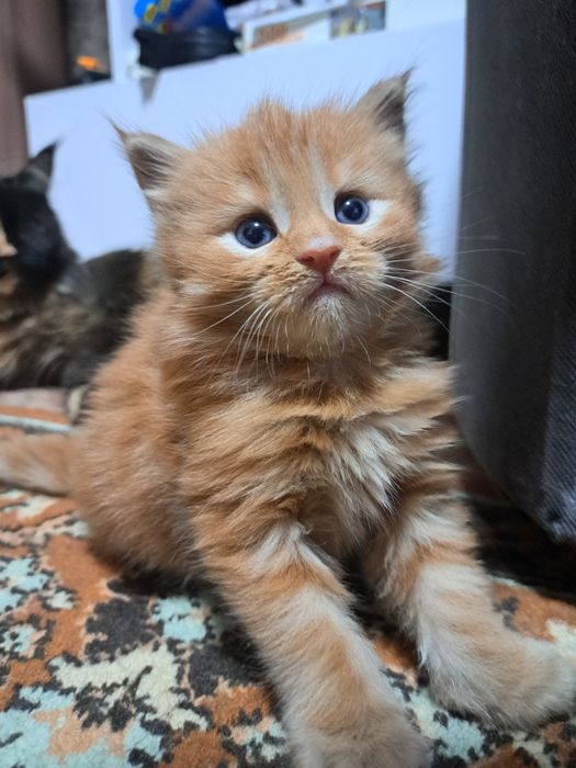 Продам котенка мейн кун.