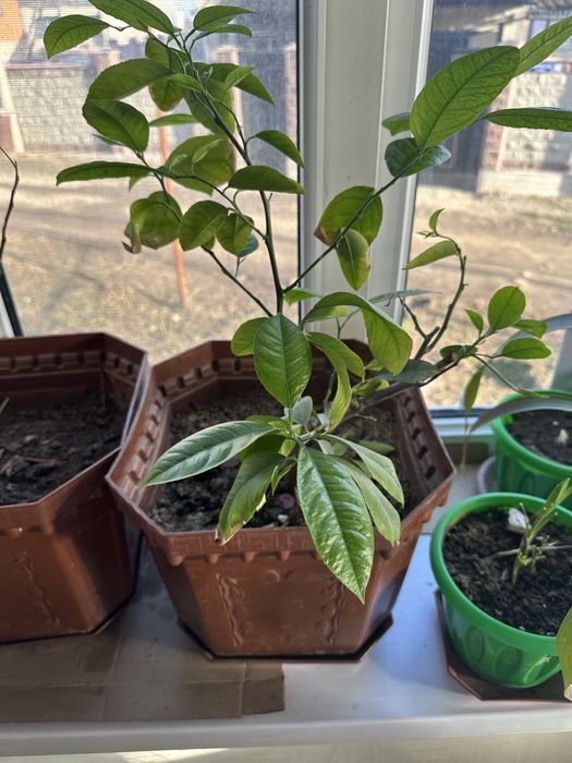 Продаются лимоны.