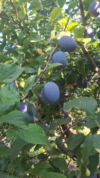 Prune sanatoase pentru consum gem compot si borhot