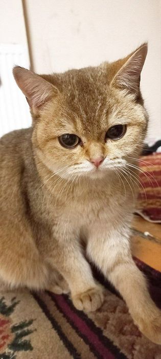 Zolotaya shinshilla fold  qiz 1 yarim oylik