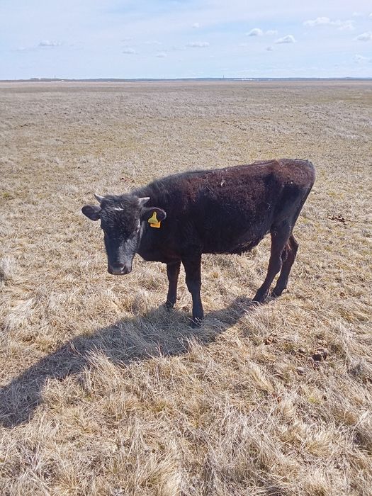 Продам бычка на выбор одного