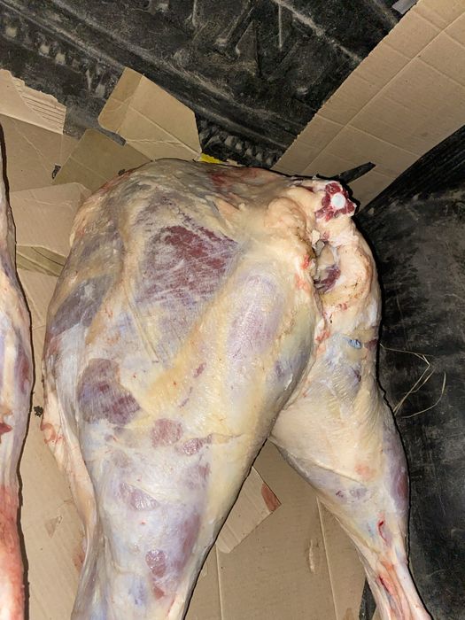 Соғым туша крс !!