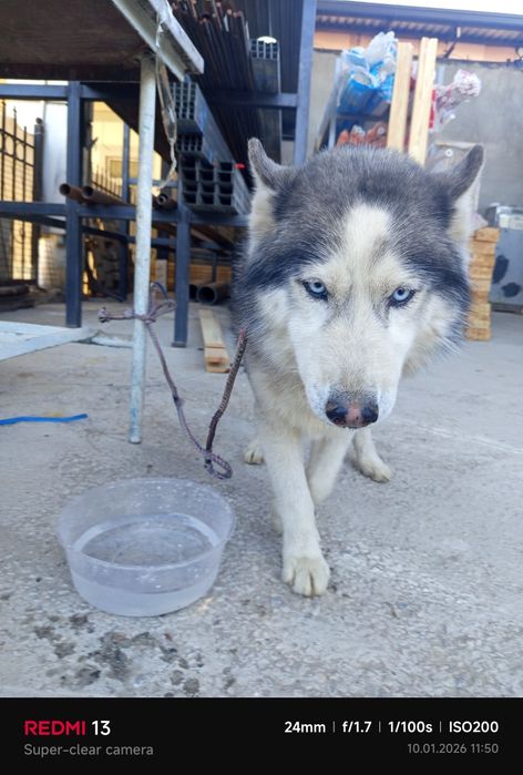 Haskiy kuchik sotiladi 8 oylik