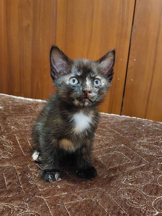 Отдам в добрые руки