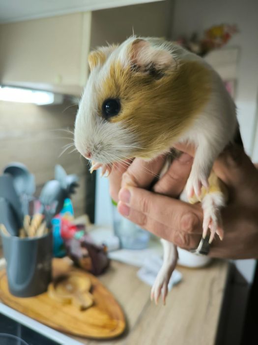 Продам свинок с клеткой