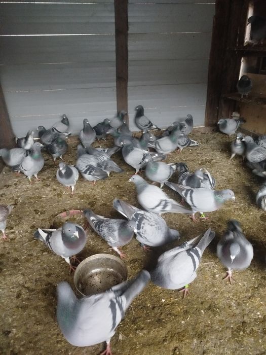 Vand porumbei voiajori