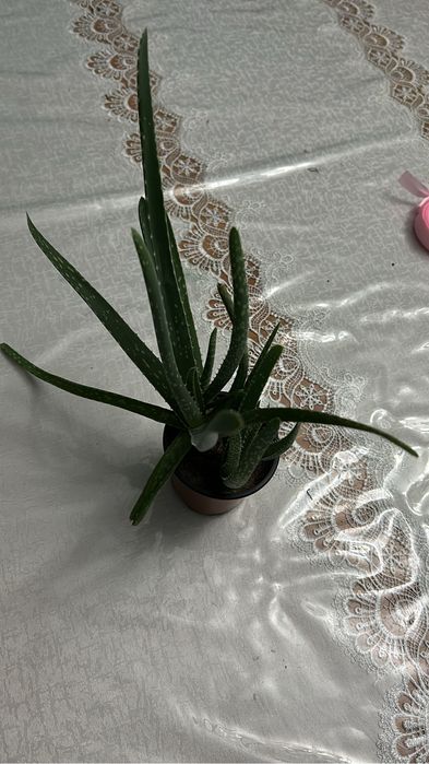 Алое вера лечебный цаеток продам